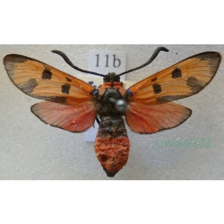 Zygaena laeta (Hübner, 1790) Austria11b